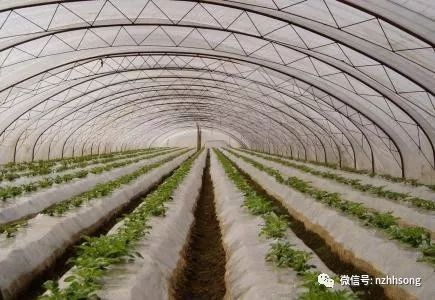 大棚种植用好这一物,轻松增收上万元