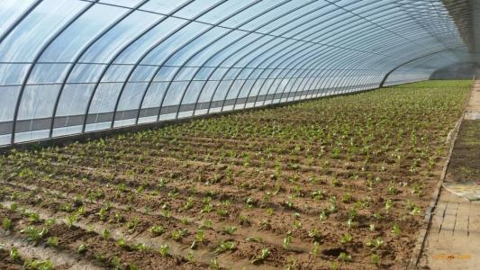 新闻 杭州西湖大棚管杭州西湖韭菜大棚管杭州西湖蔬菜大棚搭建方法
