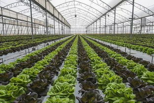 大棚蔬菜病害的5大有机防控措施