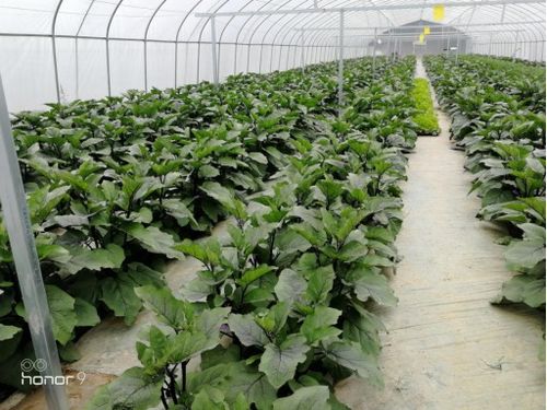 蔬菜大棚里干出了 新名堂