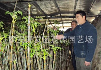 合作社批发香春芽树苗 红油香春芽树苗 适合大棚红油香春芽树苗